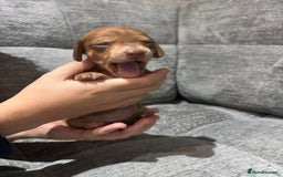 Miniature Dachshund dogs for sale: Beautiful Miniature Dachshund Puppies - Image 14
