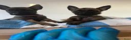 Belgian Shepherd Dog dogs for sale: Belgian Malinois Pups Ready 2nd October - Advert 5