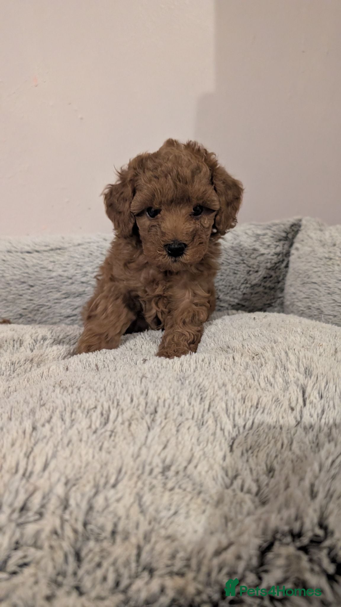 Cavapoo dogs Stunning extensively health tested Cavapoos - Advert 2