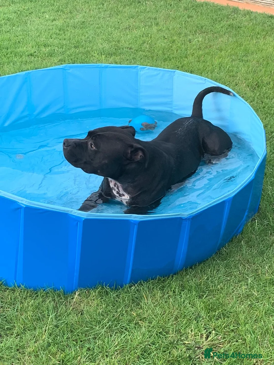 Staffordshire Bull Terrier dogs for sale: 3yr male staffy. Bruno - Advert 2
