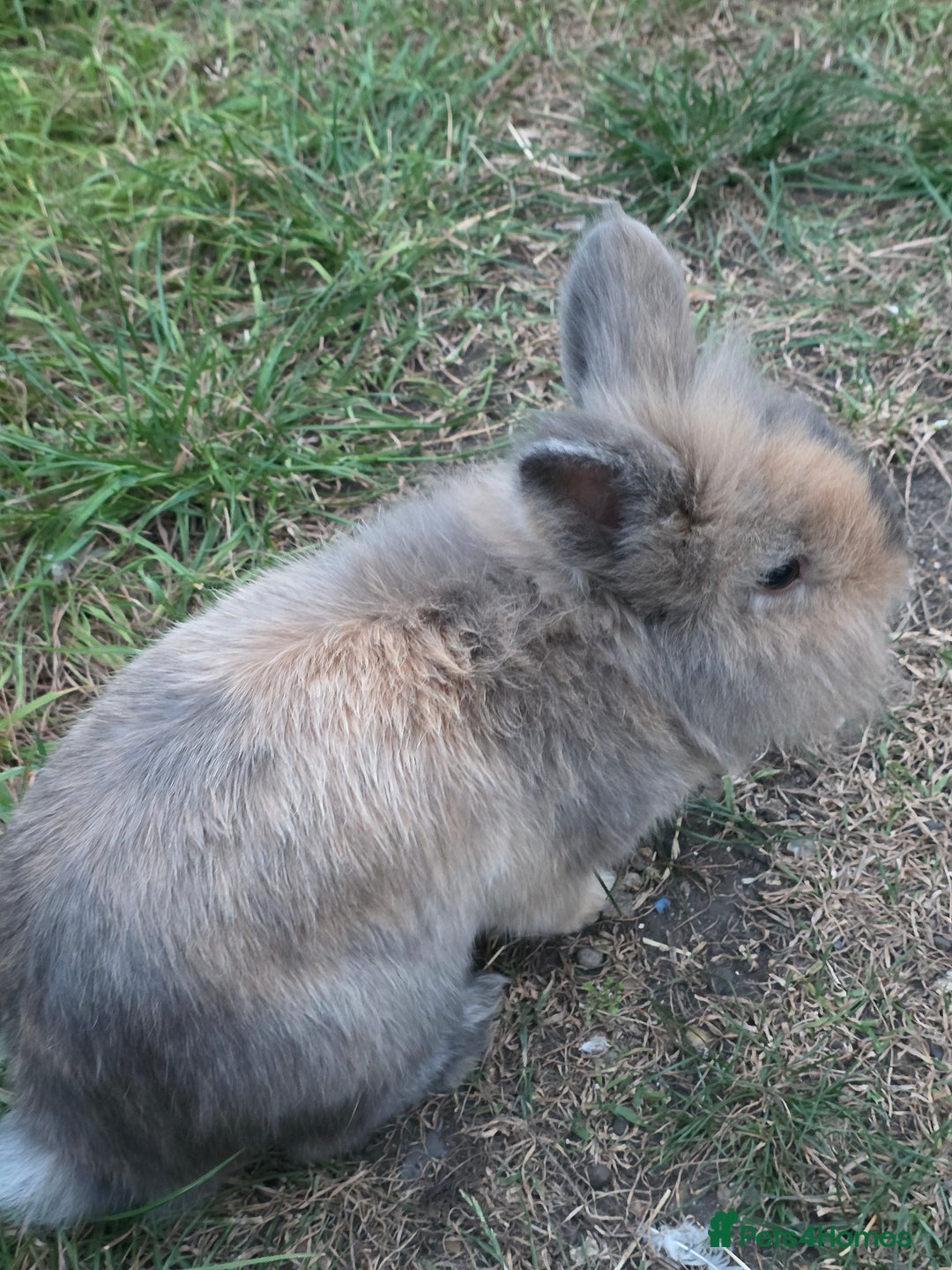 Netherland Dwarf rabbits for sale: Gentle Rabbit - Image 2