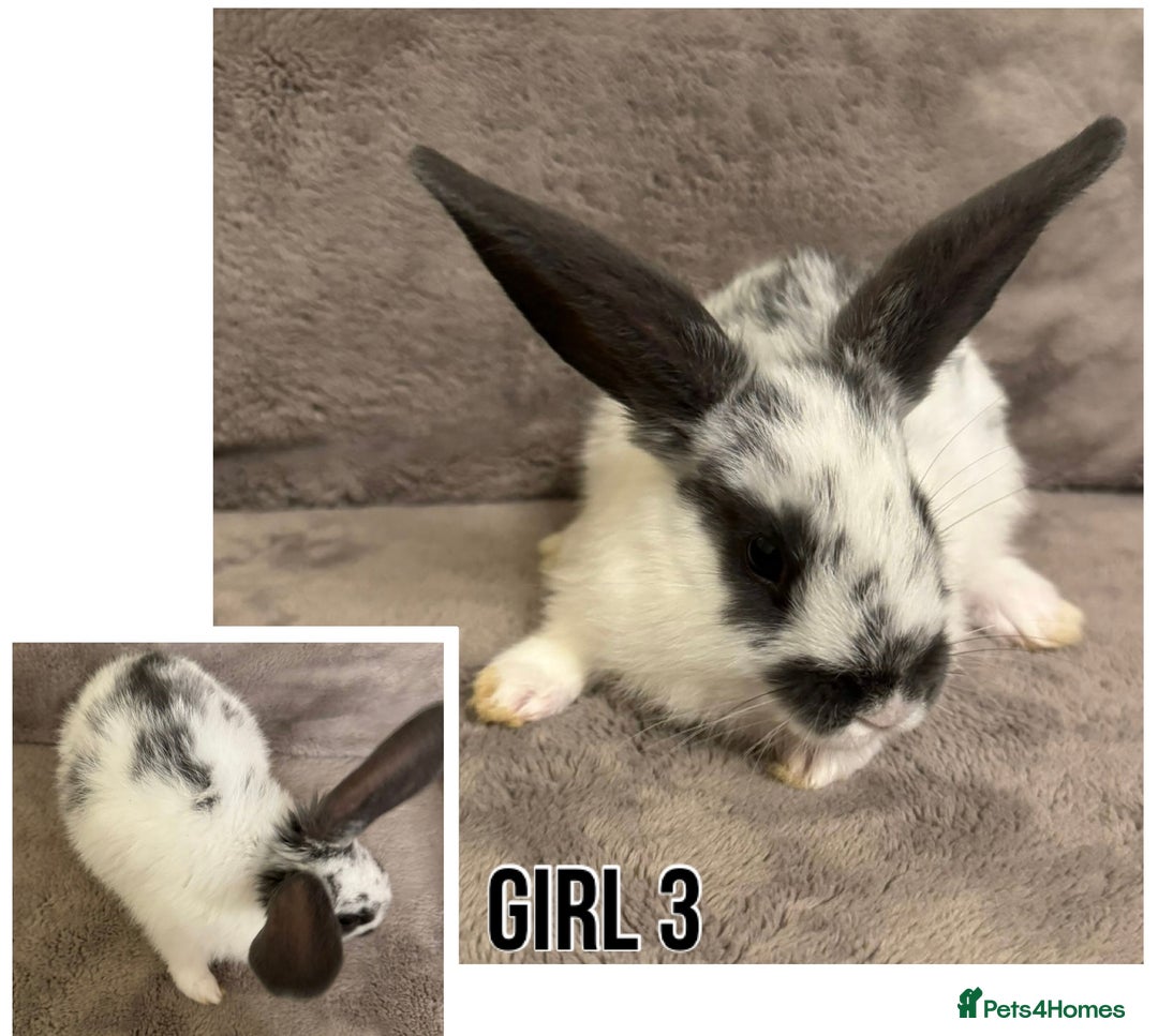 Dwarf Lop rabbits for sale: Baby Dwarf Lop Bunnies - Advert 5