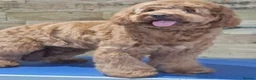 Cockapoo dogs for sale: Adorable male cockapoo's  - Advert 5