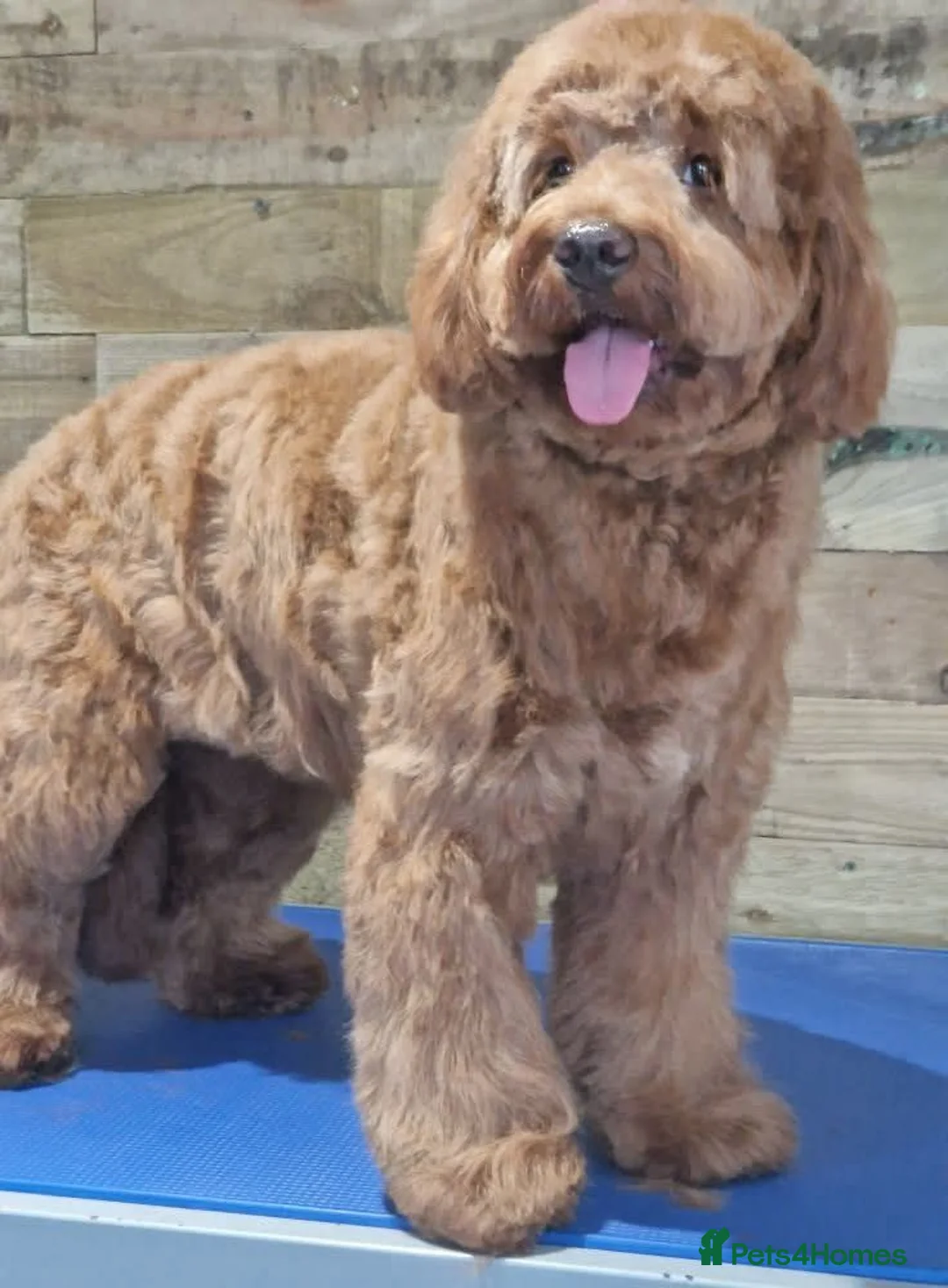 Cockapoo dogs for sale: Adorable male cockapoo's  - Advert 5