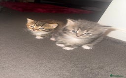 Mixed Breed cats for sale: Kittens  - Image 2