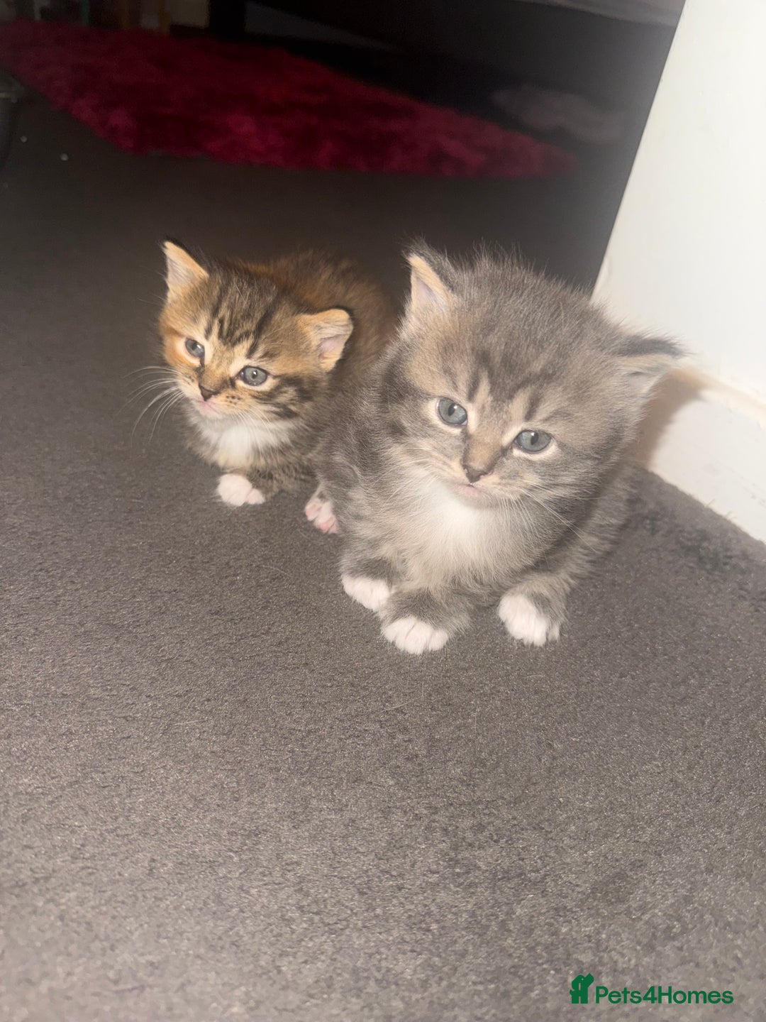 Mixed Breed cats for sale: Kittens  - Image 2