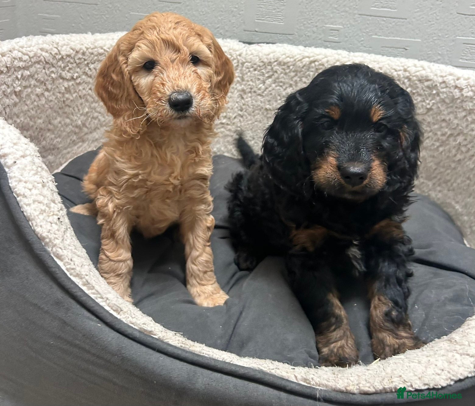 Cockapoo dogs Cockapoo puppies  - Advert 2