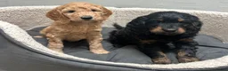 Cockapoo dogs for sale: Cockapoo puppies  - Advert 1