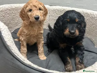Cockapoo dogs Cockapoo puppies - Advert 1
