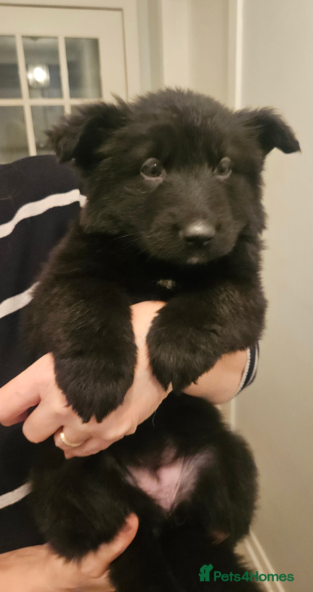 German Shepherd dogs for sale: Long haired german shepherd puppies - Advert 12