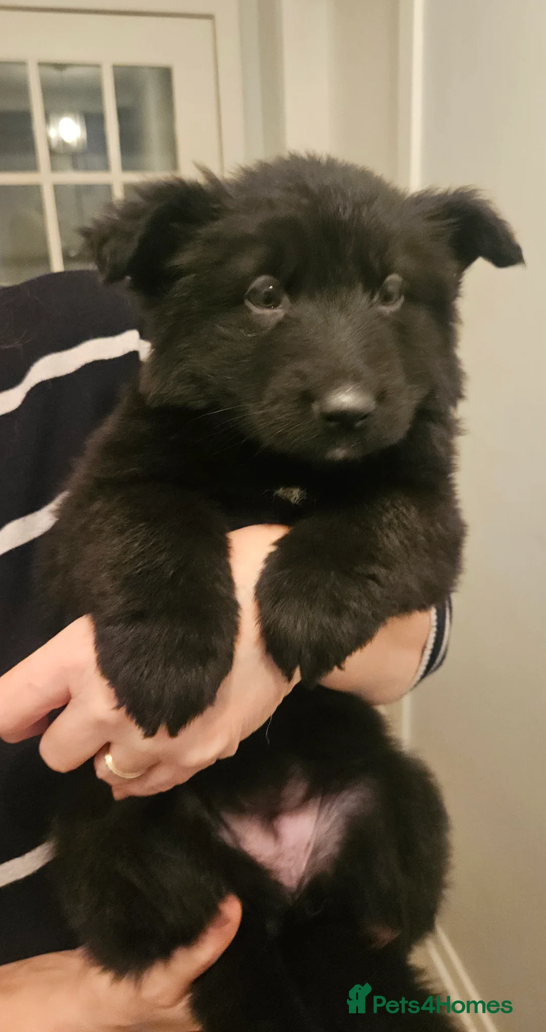 German Shepherd dogs for sale: Long haired german shepherd puppy - Advert 5