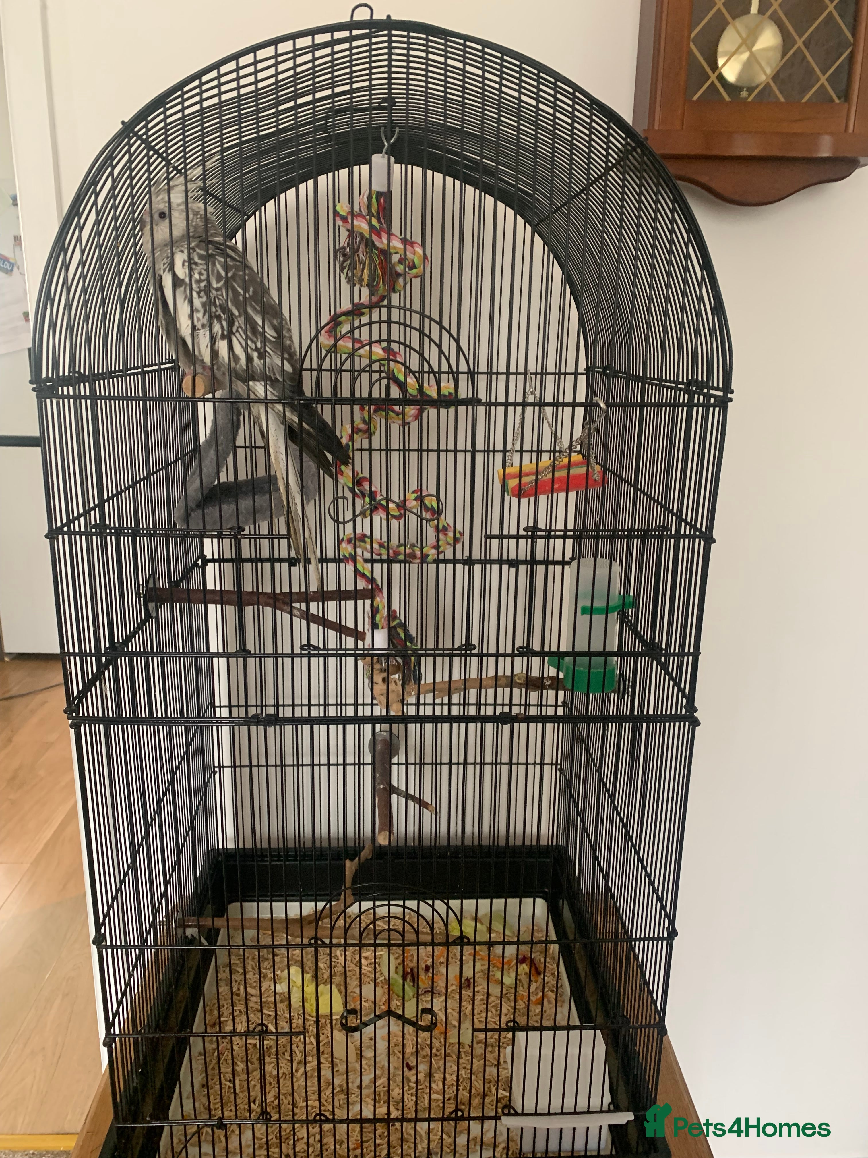 Cockatiels birds Cockatiel and cage - Advert 1