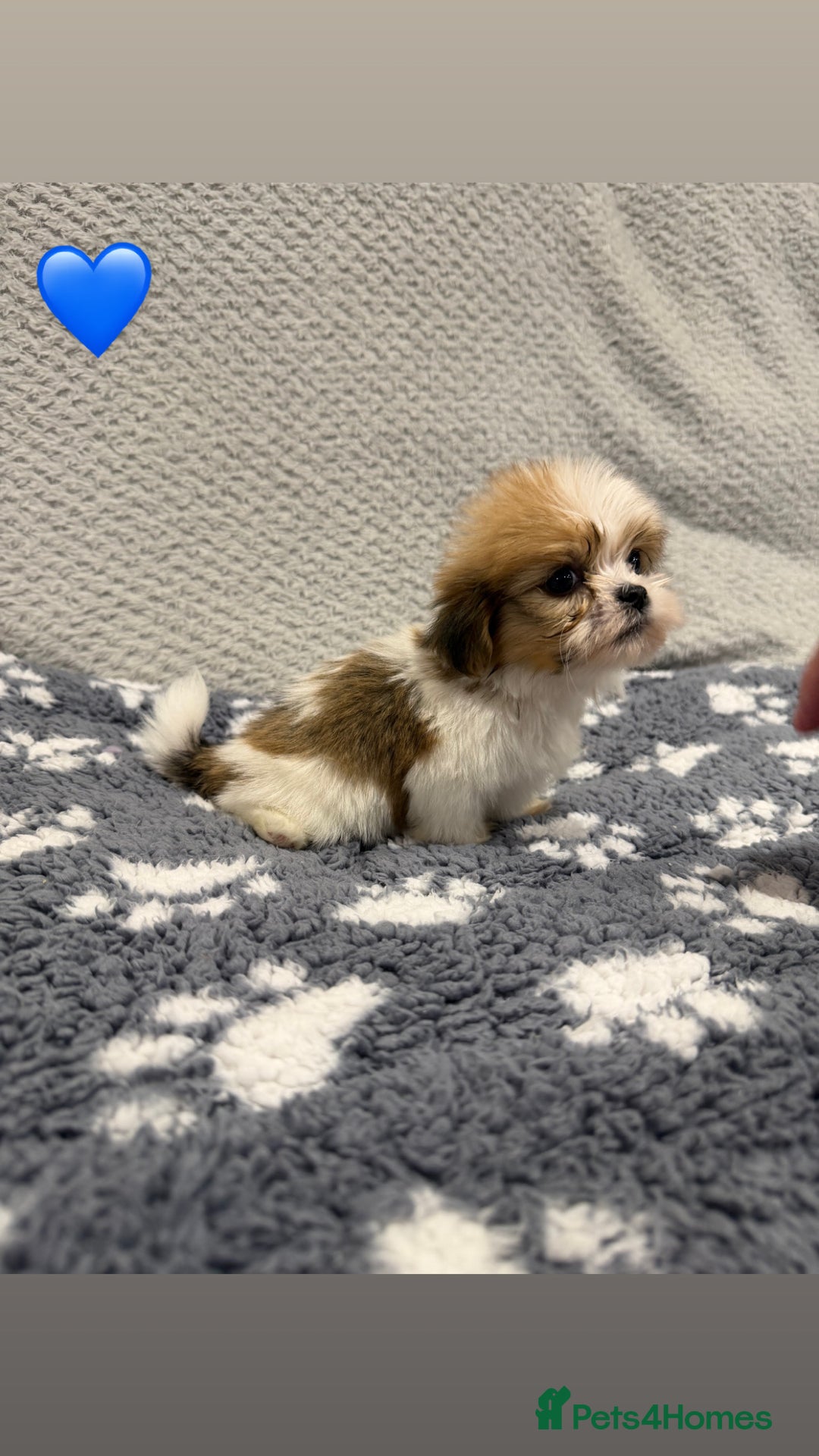 Lhasa Apso dogs for sale: Lhasa apso puppies 🐶 - Advert 8