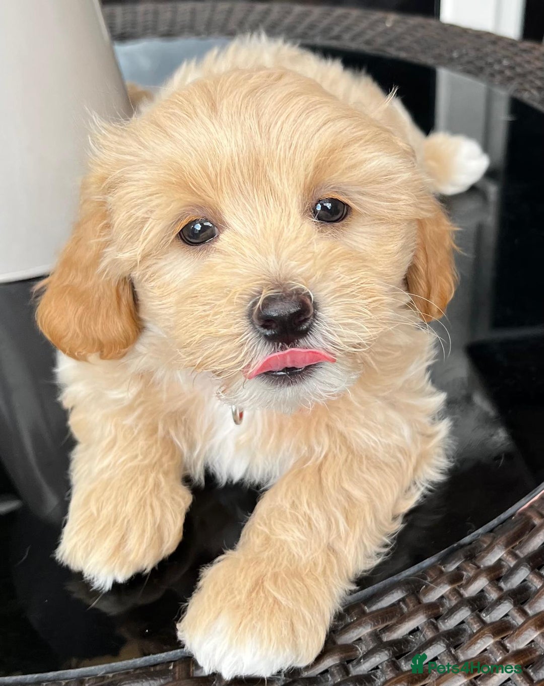 Maltipoo dogs for sale: Adorable Maltipoo  - Image 24