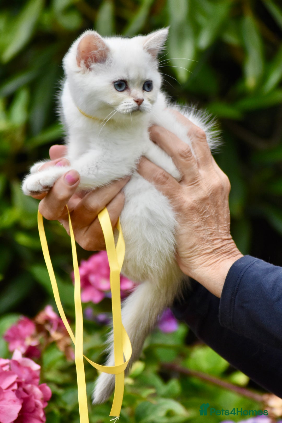 British Shorthair cats for sale: Champion sired Golden Colourpoint Kittens  - Image 24