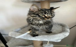 Ragdoll cats for sale: Ragdoll x kittens  - Image 7