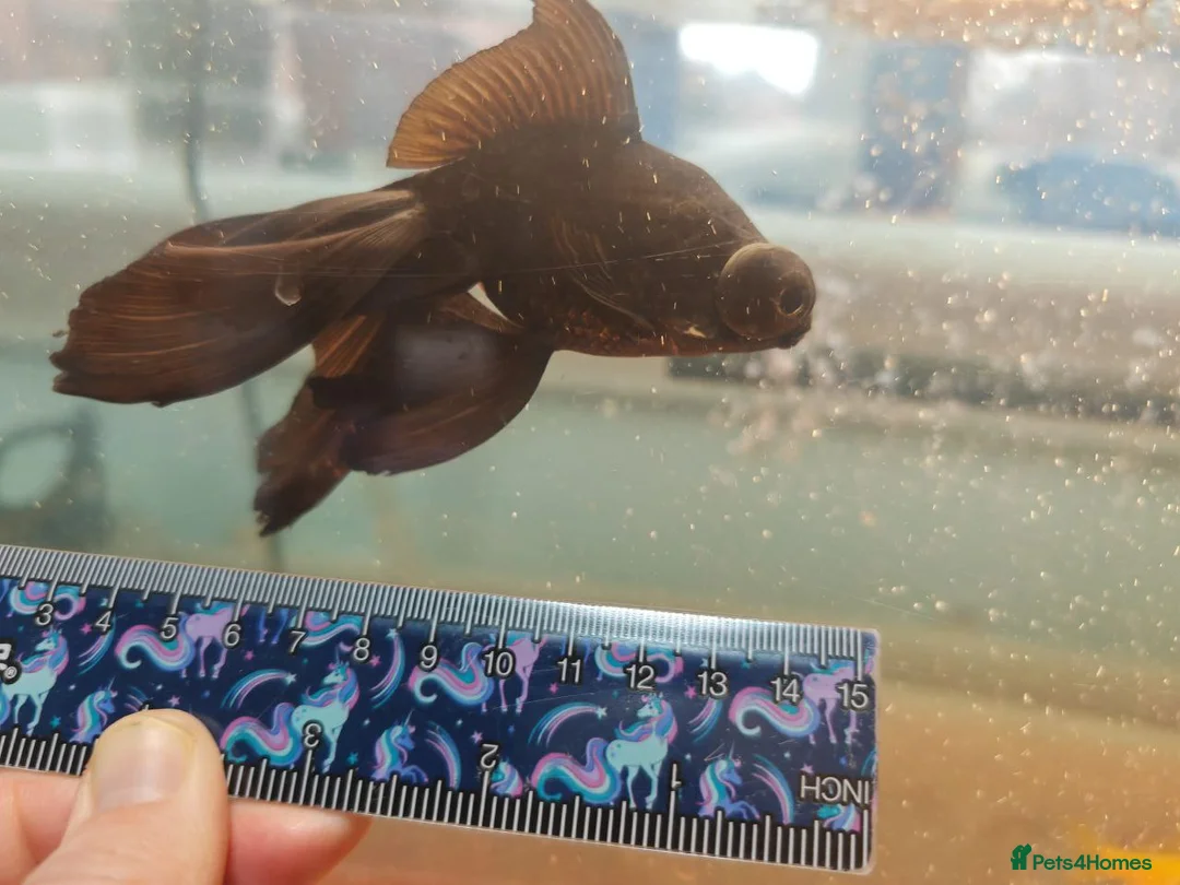 Goldfish fish for sale: Goldfish , Veiltail , Fancy, Telescope black in Glasgow - Advert 5