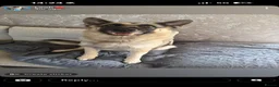 German Shepherd dogs for sale: German shepherd puppies in Sheffield - Advert 18