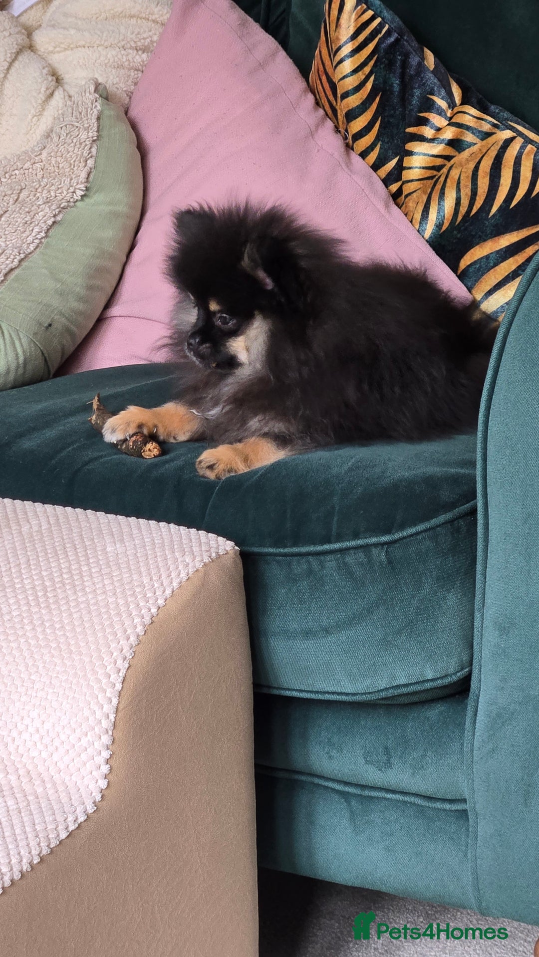 Pomeranian dogs for sale: Beautiful 6 month old Pom for sale - Image 5