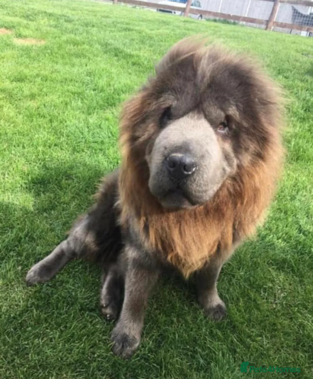 Shar Pei dogs for stud: BEST 🏆 Blue bear & chocolate & tan bear 🐻 in Hornchurch - Advert 5