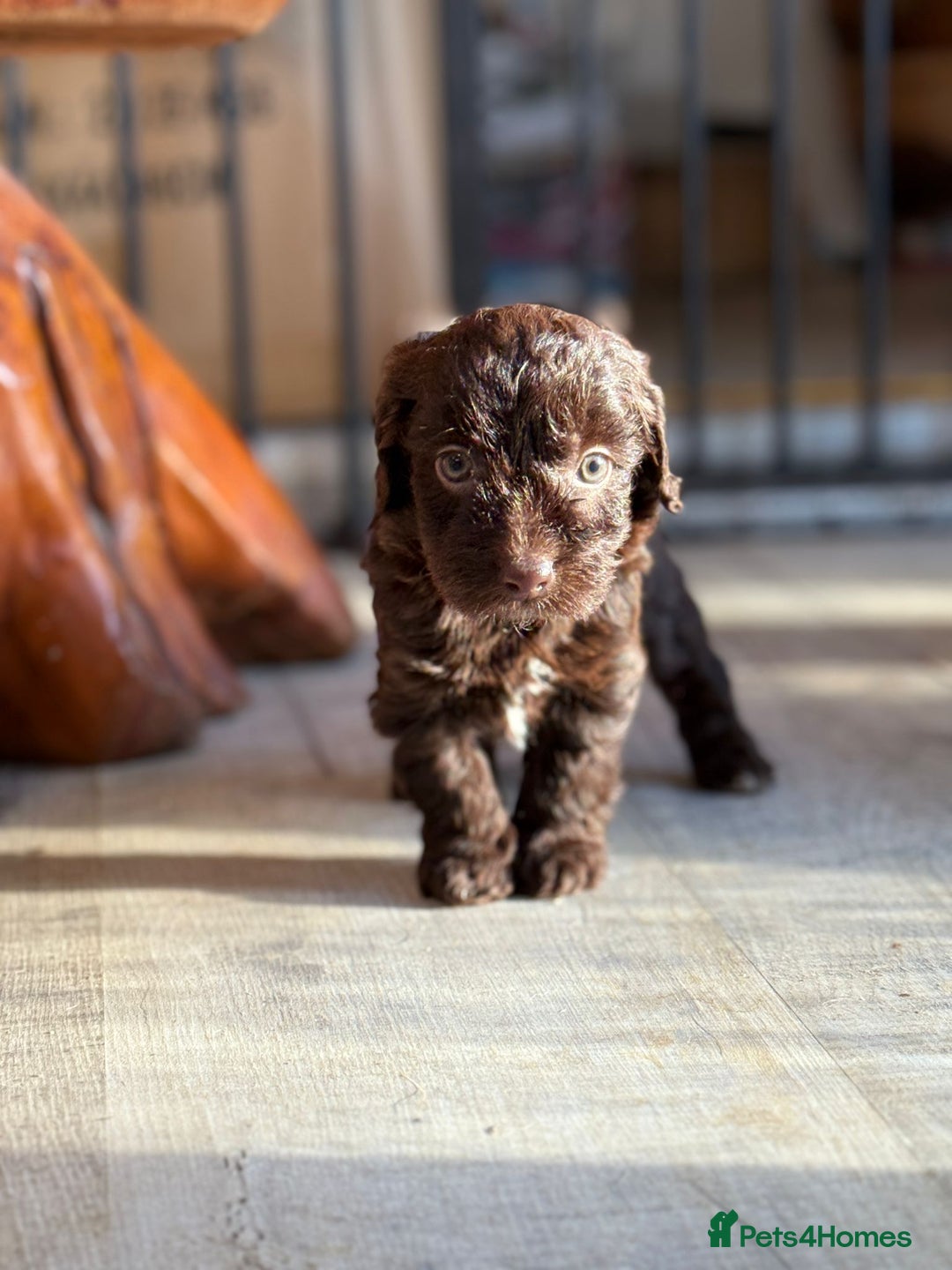 Shihpoo dogs for sale: ✨ Beautiful Shihpoo Puppies ✨  - Advert 36