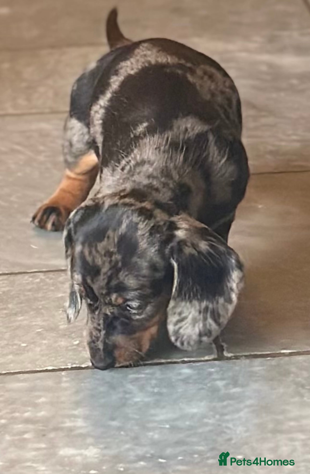 Miniature Dachshund dogs Only 1 dapple female available  - Advert 12