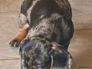 Miniature Dachshund dogs Only 1 dapple female available - Advert 12