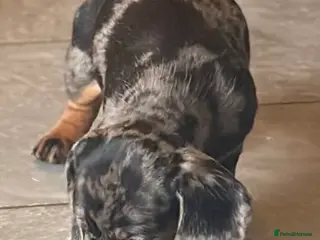 Miniature Dachshund dogs 1 dapple female available - Advert 2