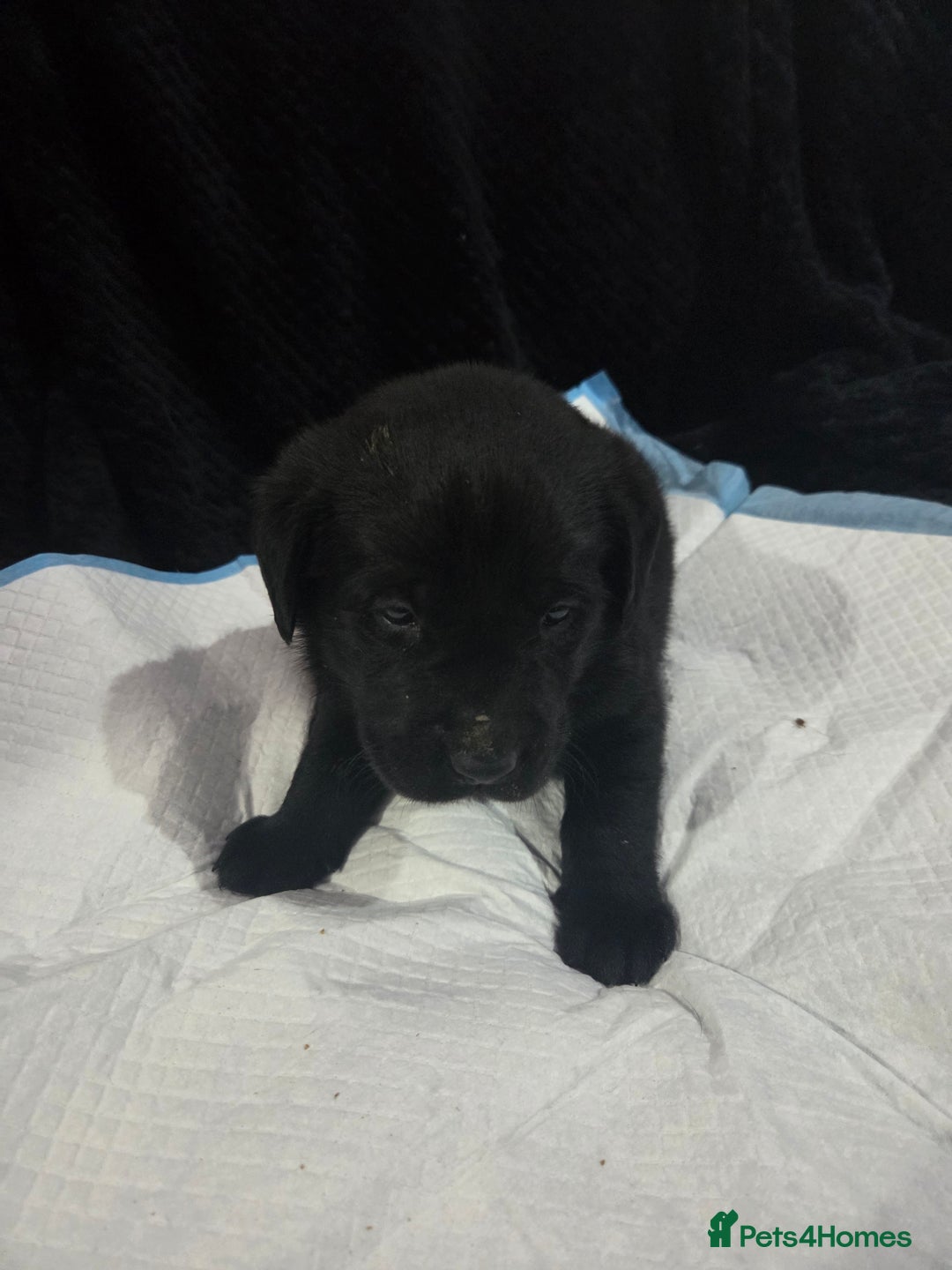 Labrador Retriever dogs for sale: KC Registered Black Labrador Puppies  - Advert 7