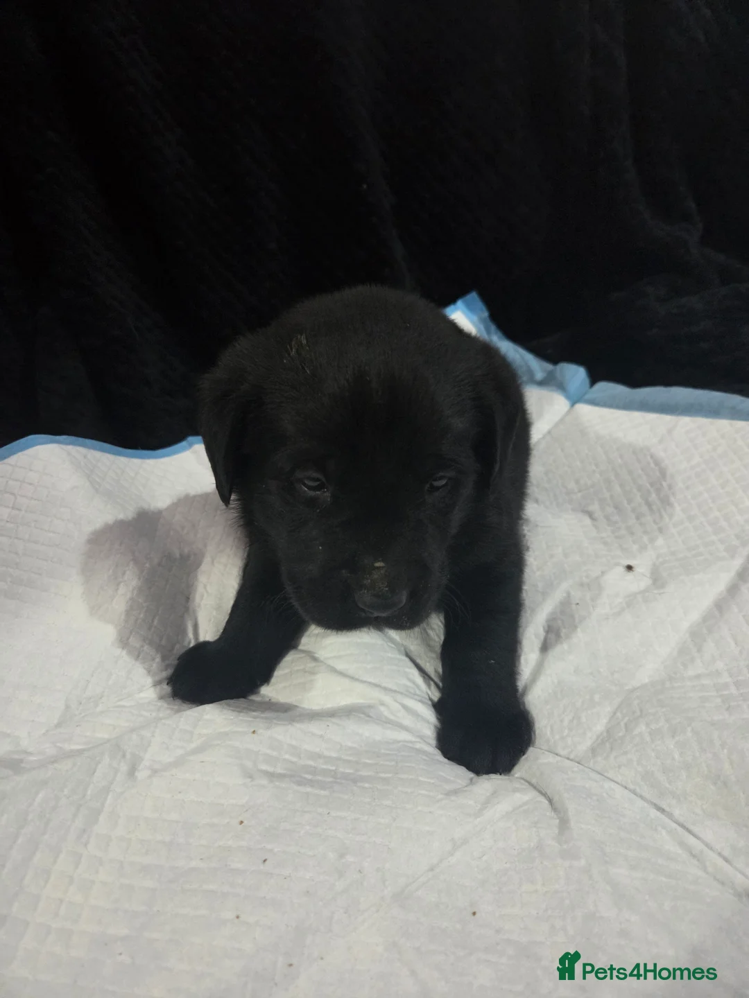 Labrador Retriever dogs for sale: KC Registered Black Labrador Puppies  - Advert 9