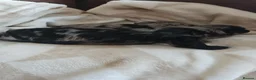 Mixed Breed dogs for sale: yorkiepoo - Advert 26