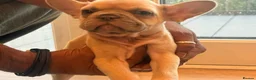 French Bulldog dogs for sale: ‼️FinalPriceDrop‼️Beautiful FrenchBulldog Puppies  - Advert 11
