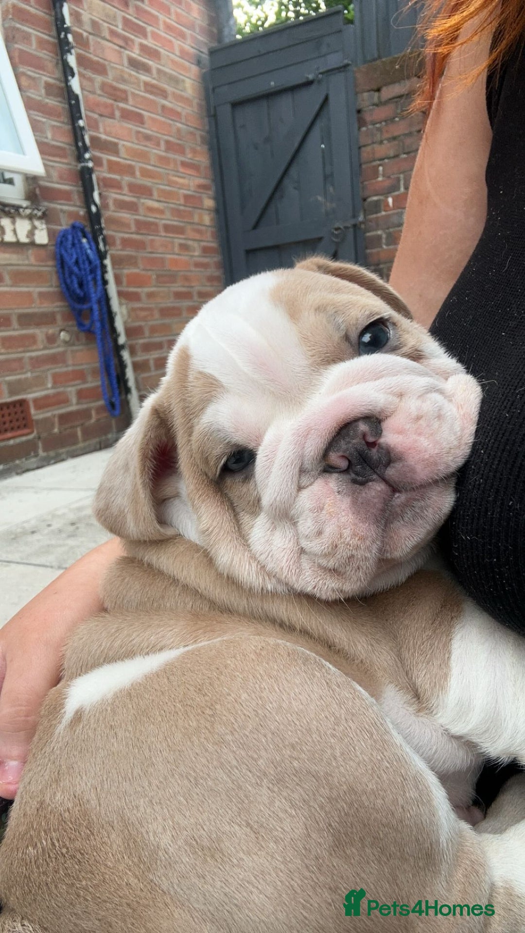 English Bulldog dogs for stud: Red Bulldog Stud - Image 18