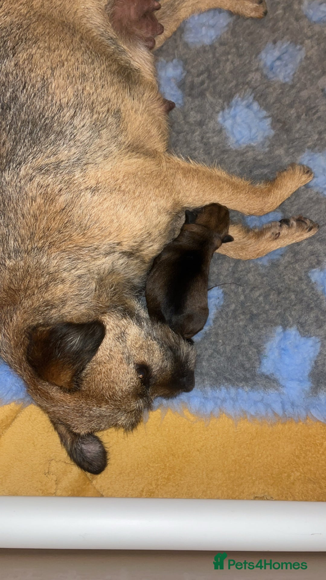 Border Terrier dogs for sale: Border Terrier Pup Family Man’s Best Friend - Advert 12