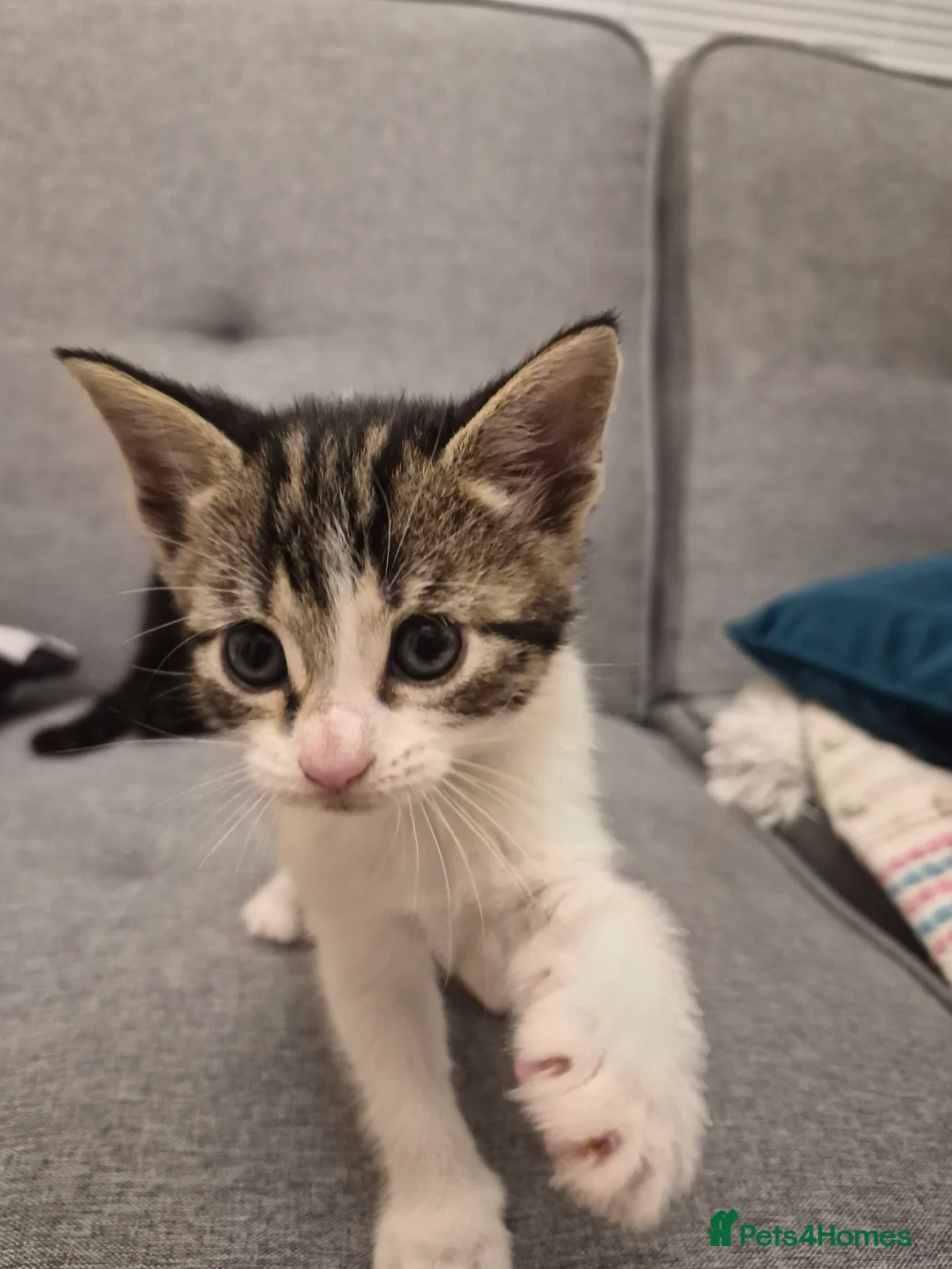 Mixed Breed cats for sale: Kittens  - Advert 2