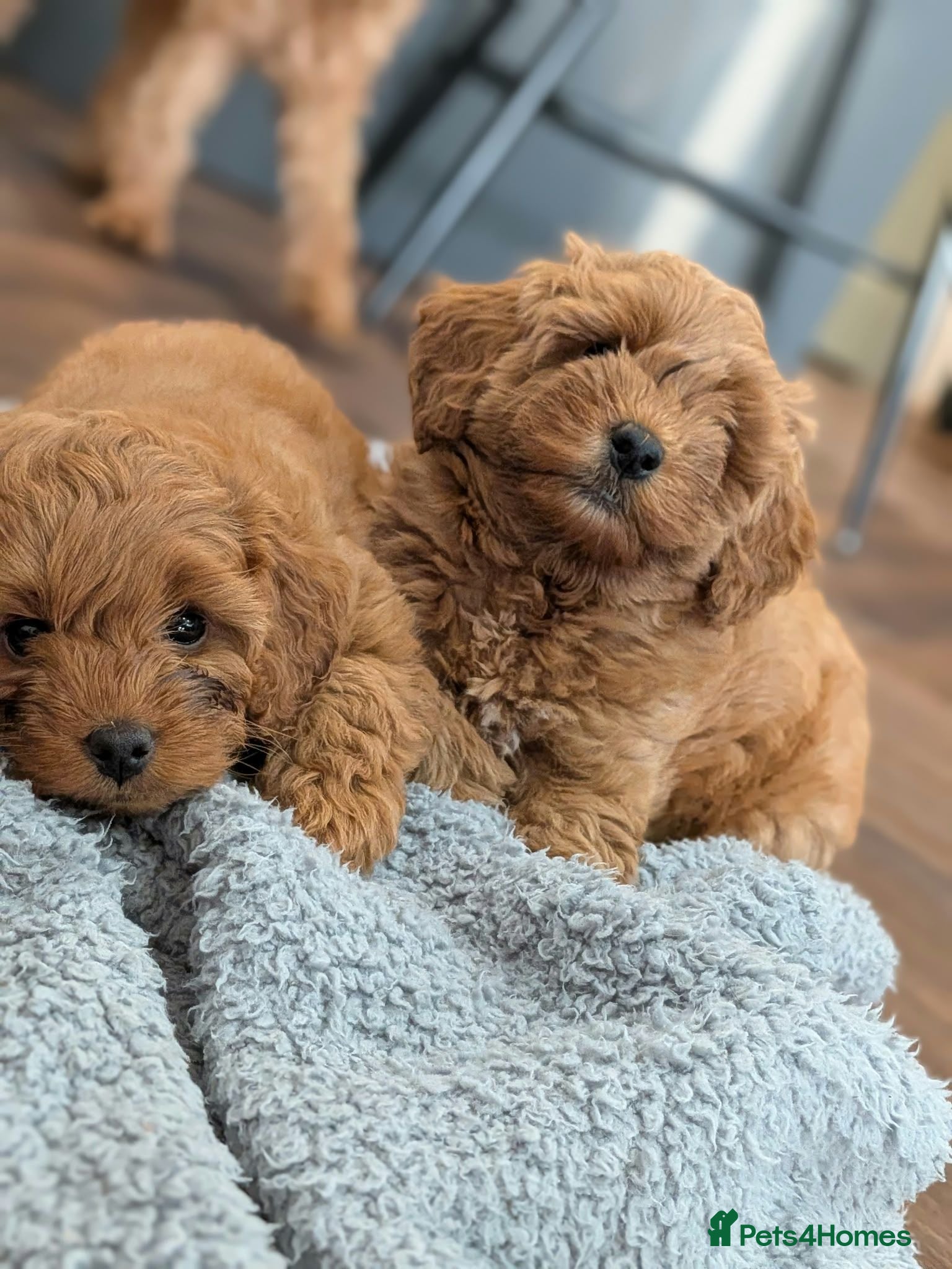 Cockapoo dogs Miniature Cockapoo F2b - Advert 5