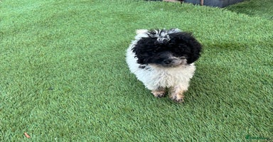 Cavapoo dogs - Advert 11