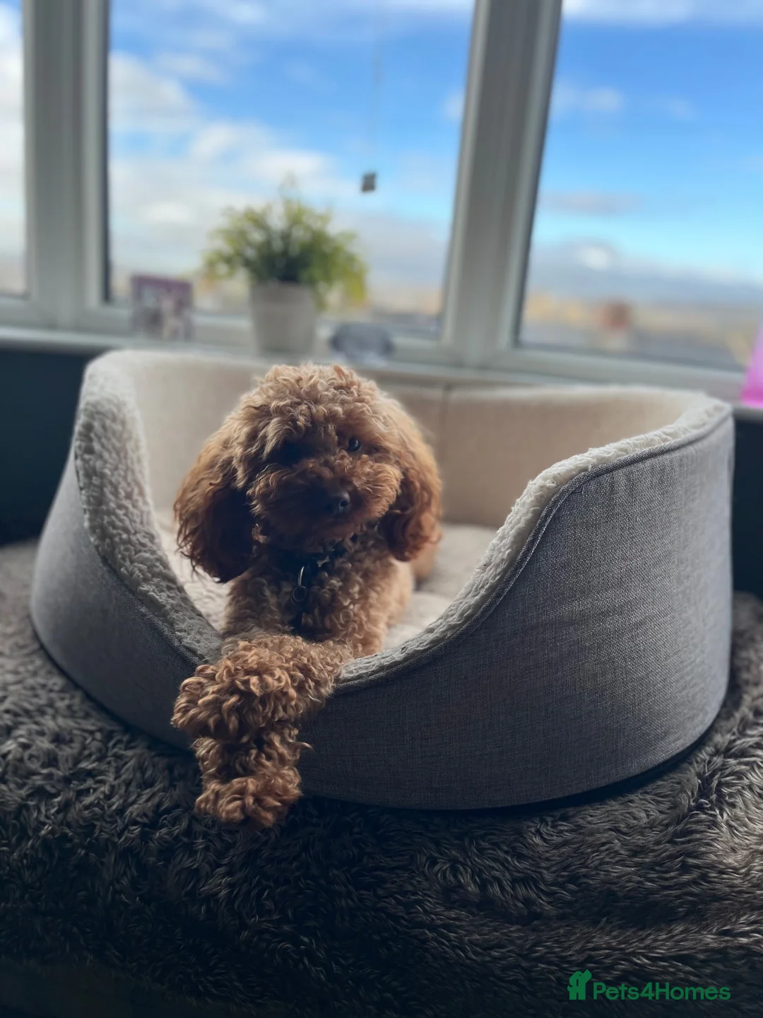 Toy Poodle dogs for sale: 🩵💙1 Boy-Red Toy Poodle puppies 🩵💙 - Advert 14