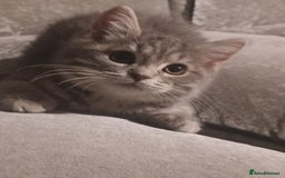 British Shorthair cats for sale: Blue spotted male bsh kitten  - Image 2