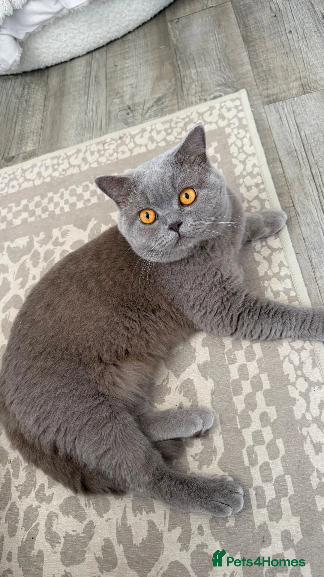 British Shorthair cats for sale: Beautiful chunky lilac boy 2 years old - Advert 2