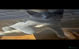 British Shorthair cats for sale: Stunning British short hair male - Image 5