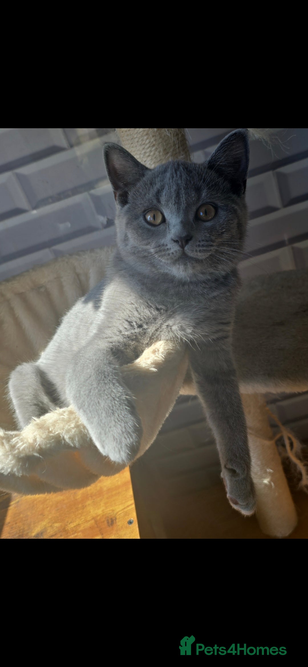 British Shorthair cats for sale: Stunning British short hair male - Image 5