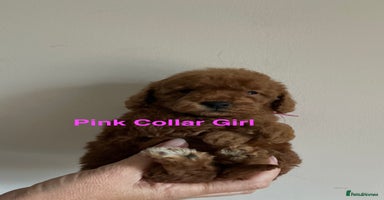 Toy Poodle dogs - Advert 13