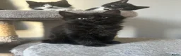 Mixed Breed cats for sale: 🐾💕 Adorable Fluffy KittensLooking for Homes 🐱🏡 - Advert 26