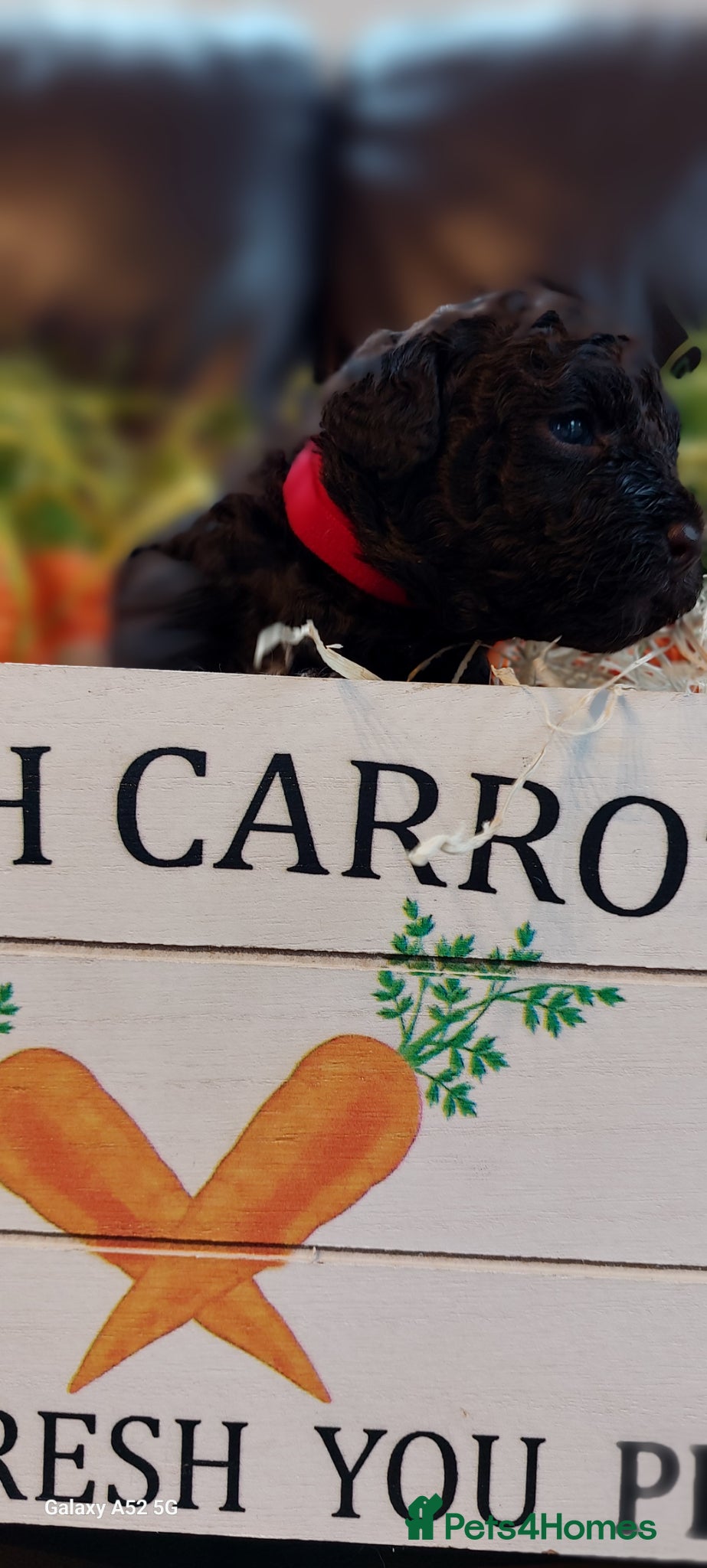 Toy Poodle dogs 🐾🐾🐾Chocolate toy poodles puppies🐾🐾🐾 - Advert 1