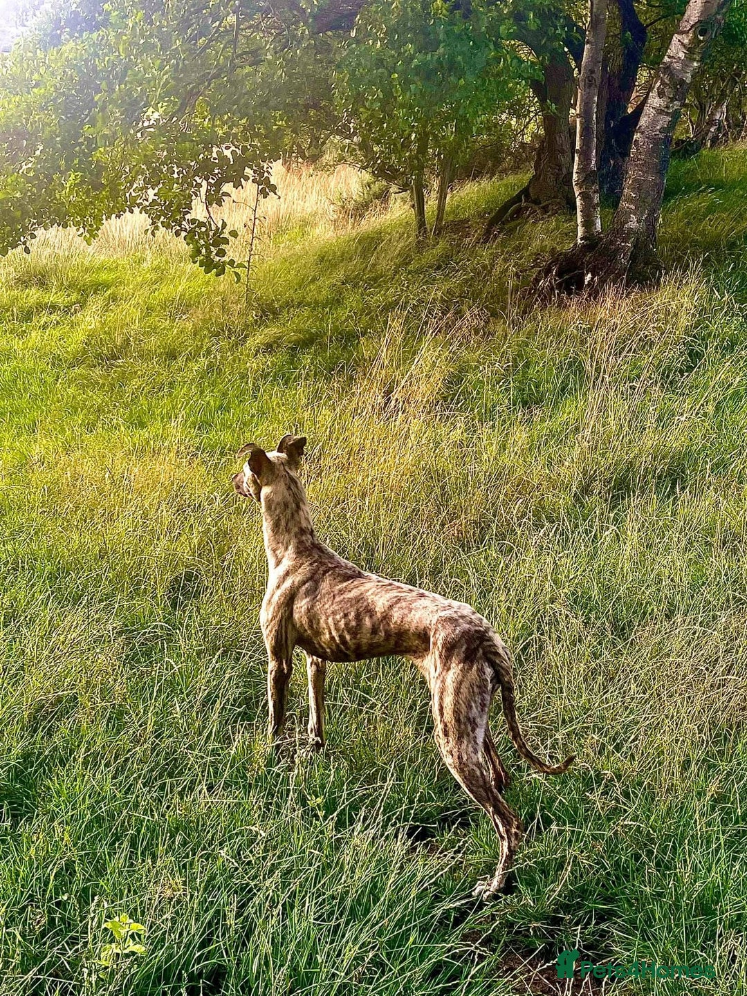 Lurcher dogs for sale: Stunning lurcher puppy’s  - Advert 6