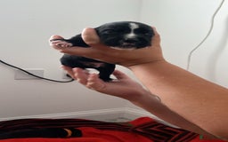 Mixed Breed dogs for sale: corso springer - Image 10