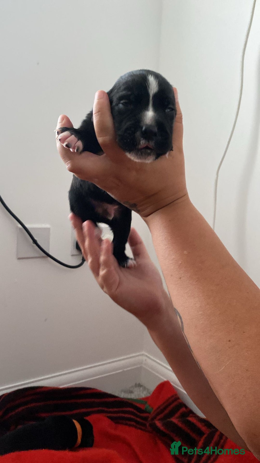 Mixed Breed dogs for sale: corso springer - Image 10