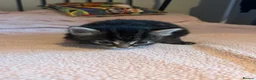 Mixed Breed cats for sale: Kittens in Norwich - Advert 4