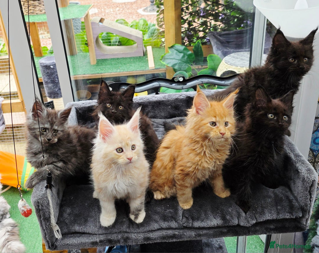 Maine Coon cats for sale: Black smoke pedigree Maine Coon in Kettering - Image 15